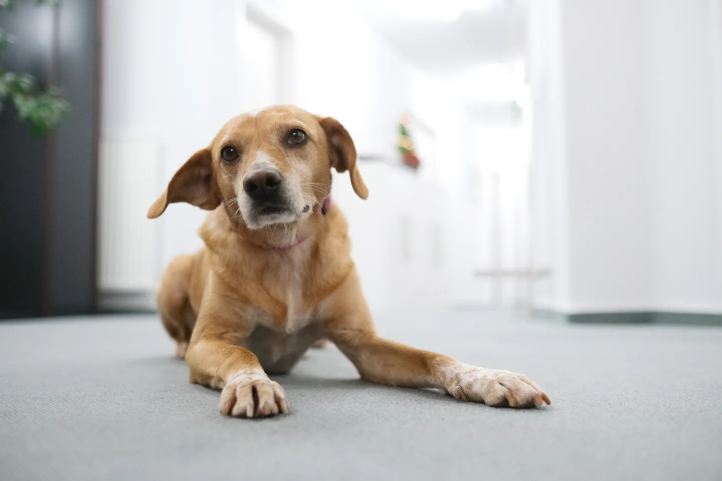 Bürohund